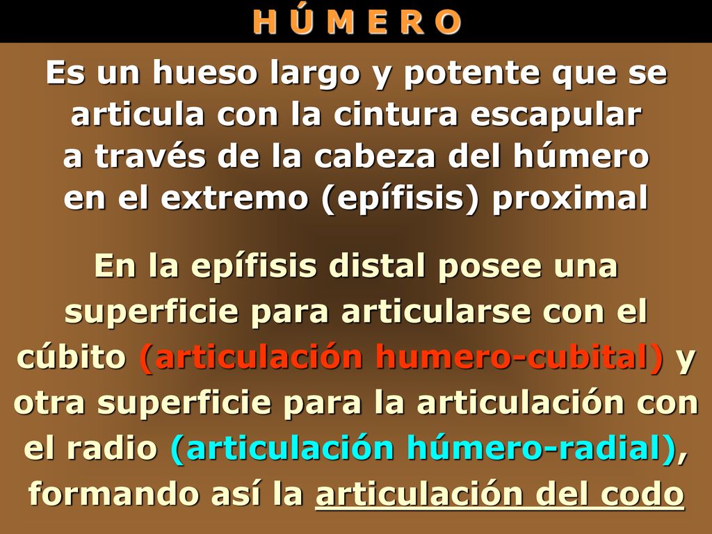 Es un hueso largo y potente que se articula con la cintura escapular