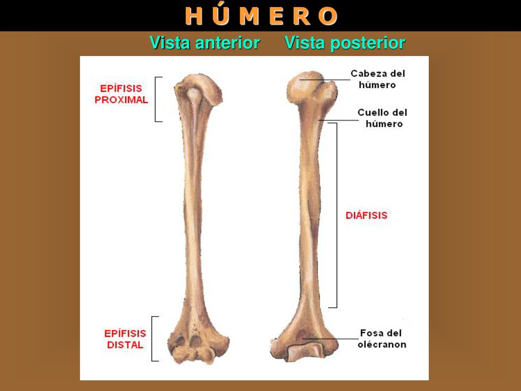 H Ú M E R O Vista anterior Vista posterior