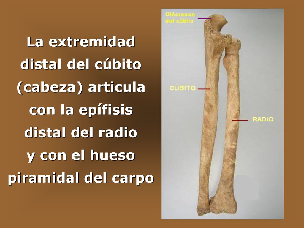 La extremidad distal del cúbito (cabeza) articula con la epífisis