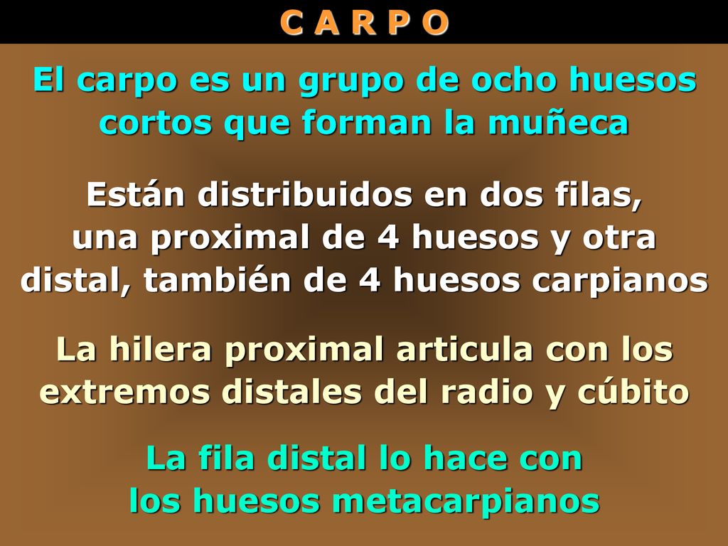 El carpo es un grupo de ocho huesos cortos que forman la muñeca