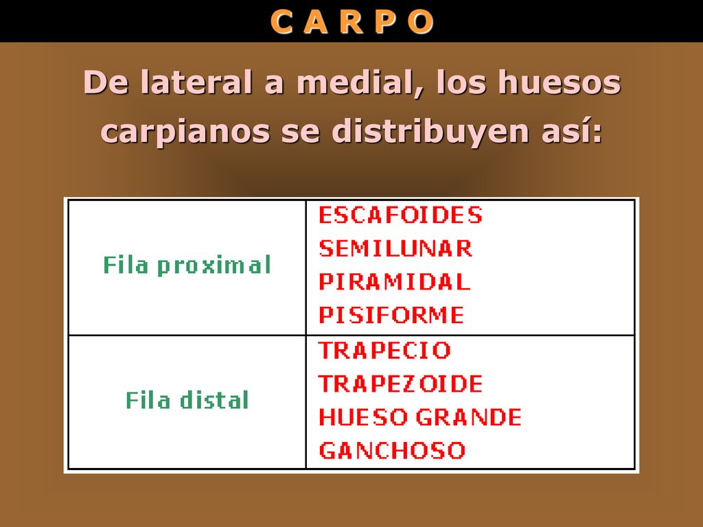 De lateral a medial, los huesos carpianos se distribuyen así: