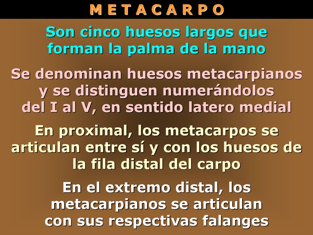 Son cinco huesos largos que forman la palma de la mano