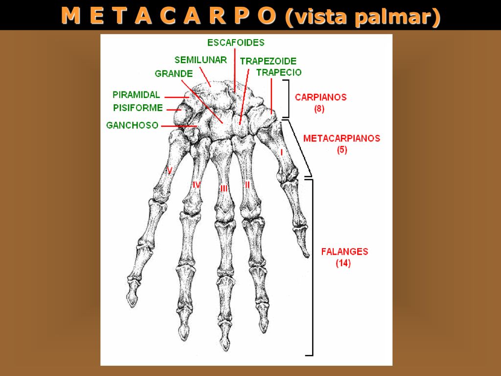 M E T A C A R P O (vista palmar)