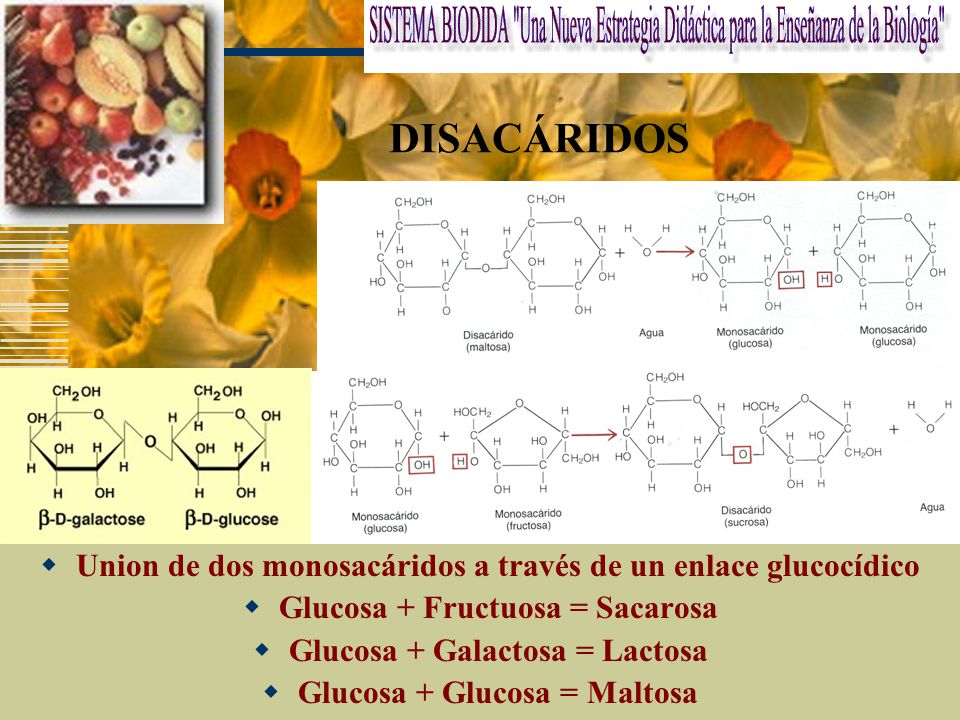 DISACÁRIDOS Union de dos monosacáridos a través de un enlace glucocídico. Glucosa + Fructuosa = Sacarosa.