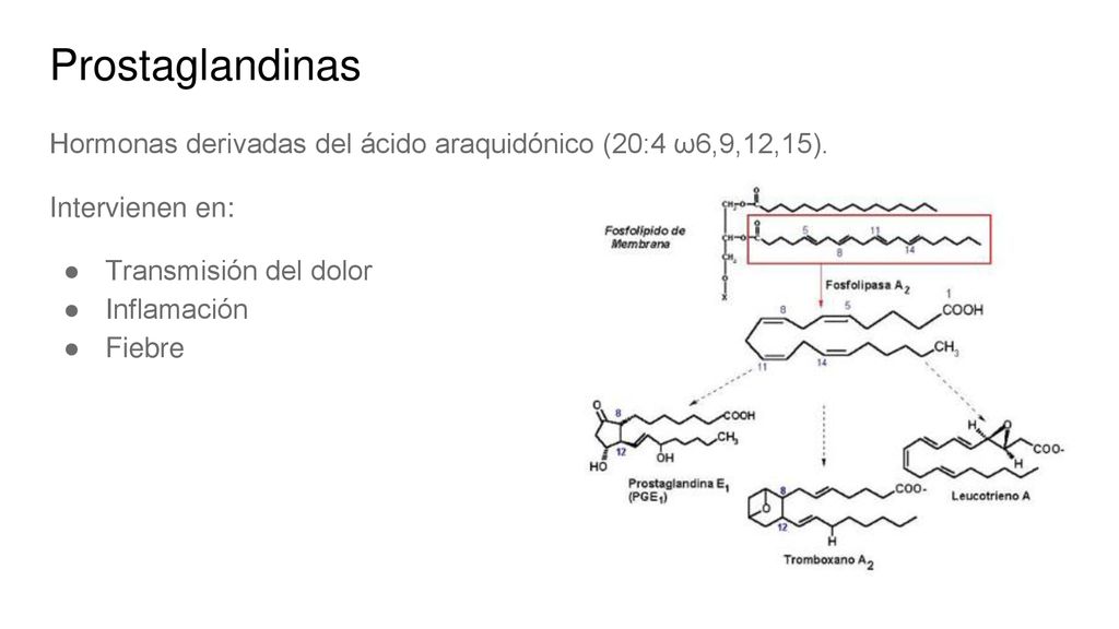 Prostaglandinas Hormonas derivadas del ácido araquidónico (20:4 ω6,9,12,15). Intervienen en: Transmisión del dolor.