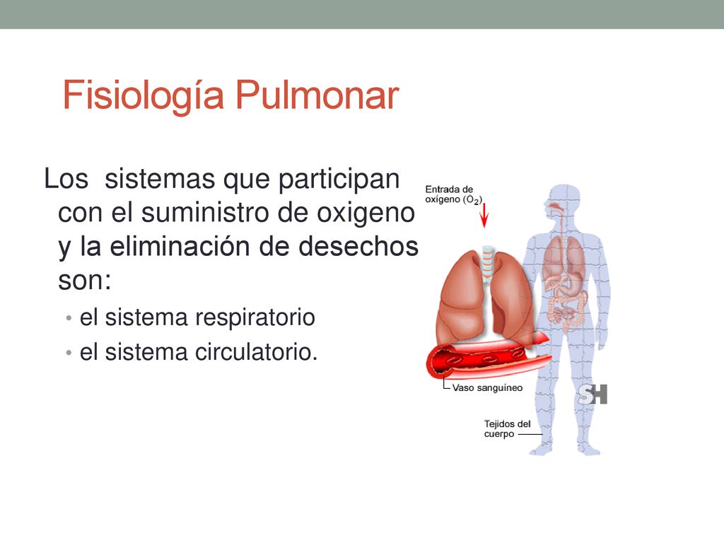 Fisiología Pulmonar Los sistemas que participan con el suministro de oxigeno y la eliminación de desechos son: