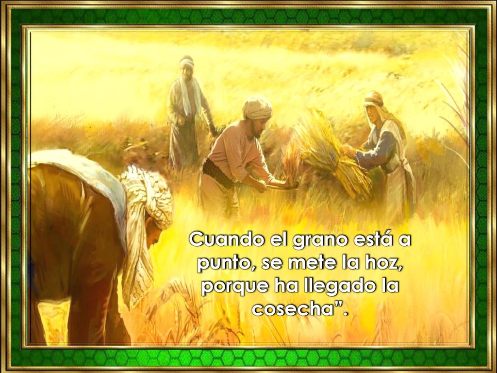 Cuando el grano está a punto, se mete la hoz, porque ha llegado la cosecha .
