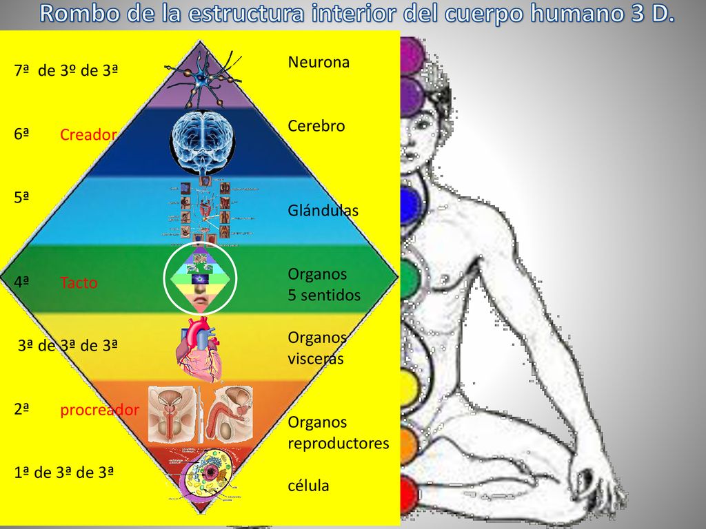 Rombo de la estructura interior del cuerpo humano 3 D.