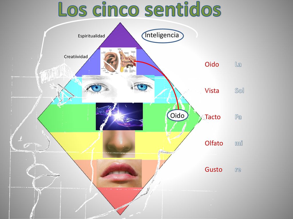 Los cinco sentidos Inteligencia Oido Vista Tacto Olfato Gusto La Sol