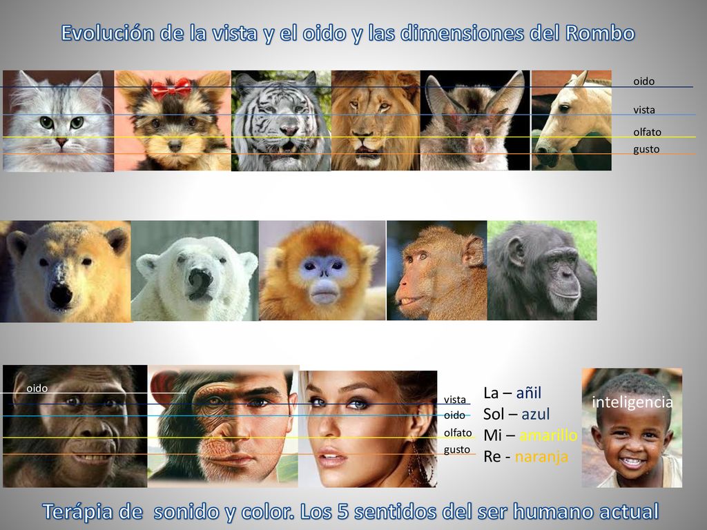 Evolución de la vista y el oido y las dimensiones del Rombo