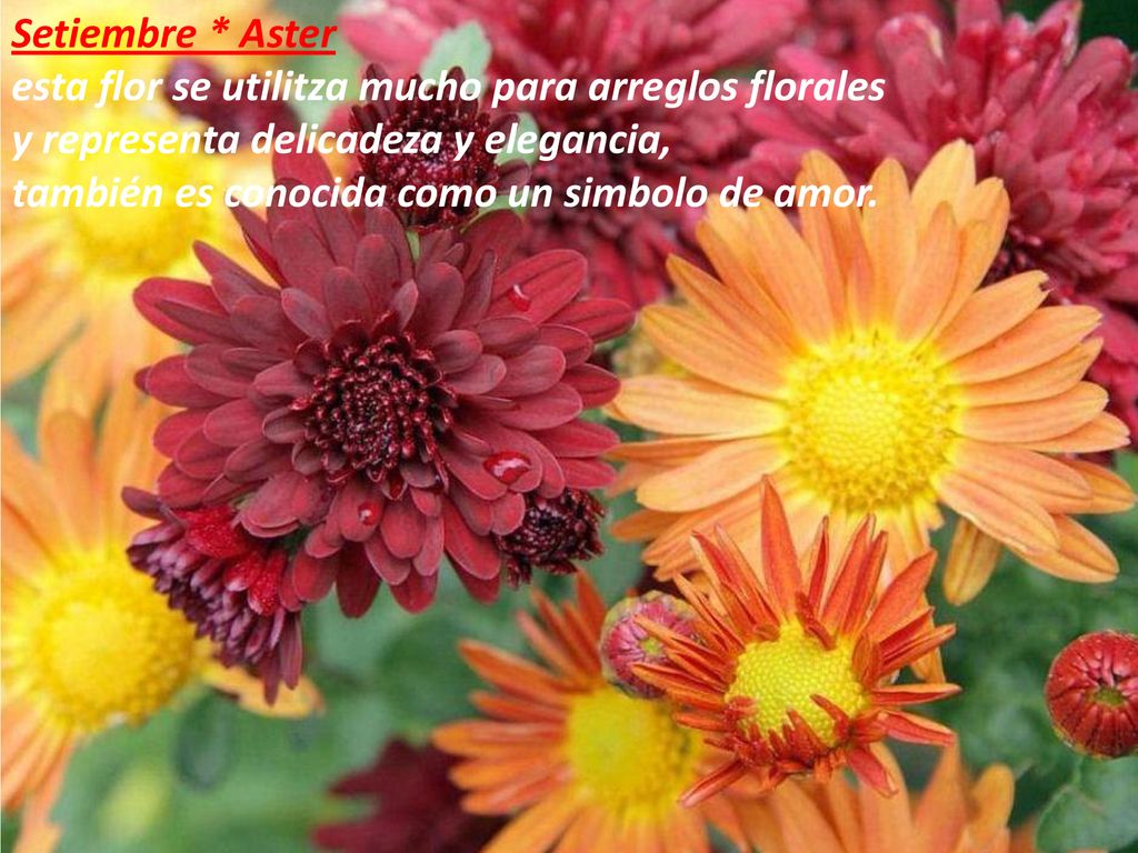 Setiembre * Aster esta flor se utilitza mucho para arreglos florales. y representa delicadeza y elegancia,