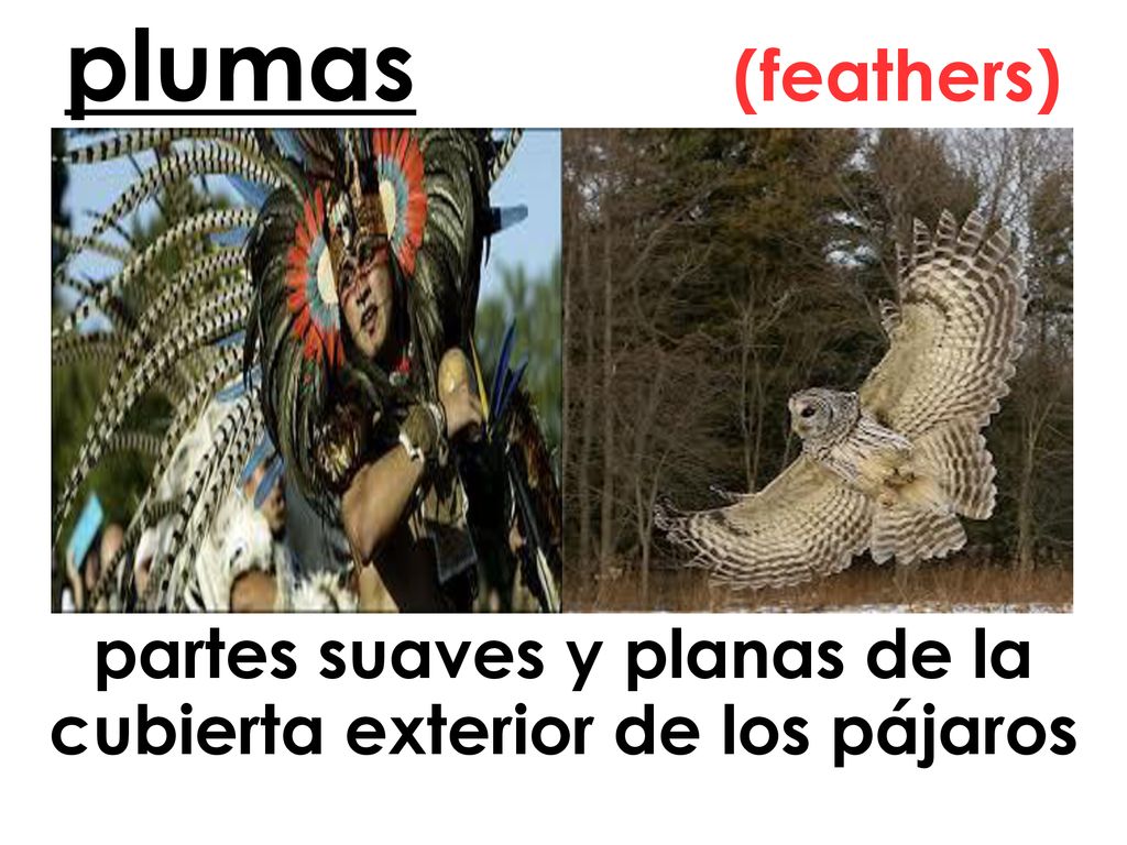 partes suaves y planas de la cubierta exterior de los pájaros