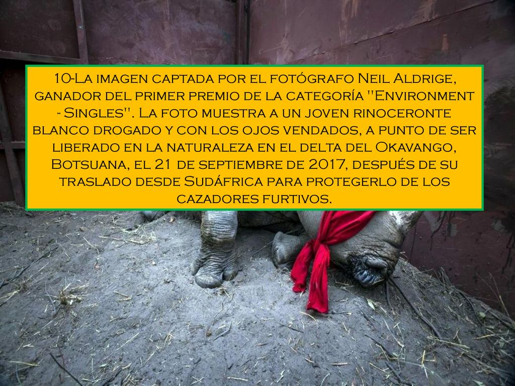 10-La imagen captada por el fotógrafo Neil Aldrige, ganador del primer premio de la categoría Environment - Singles .