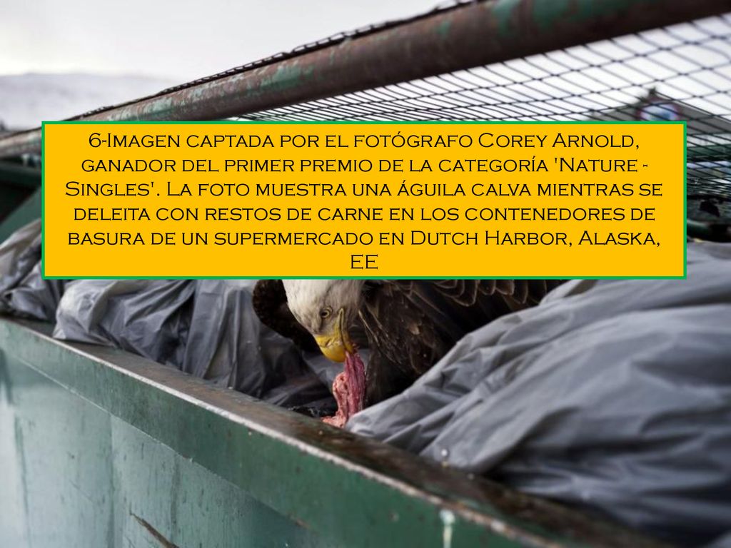 6-Imagen captada por el fotógrafo Corey Arnold, ganador del primer premio de la categoría Nature - Singles .