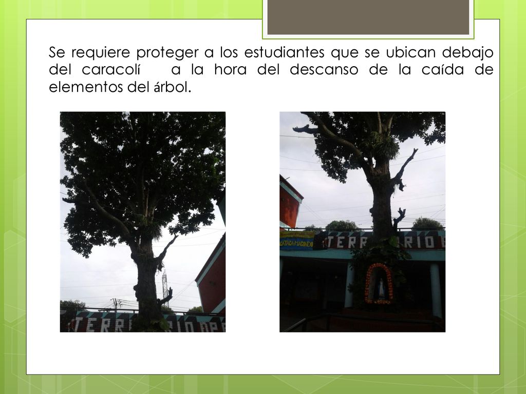 Se requiere proteger a los estudiantes que se ubican debajo del caracolí a la hora del descanso de la caída de elementos del árbol.