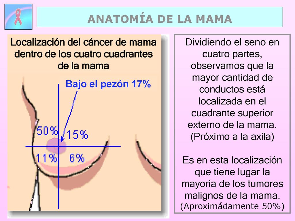 ANATOMÍA DE LA MAMA Localización del cáncer de mama dentro de los cuatro cuadrantes de la mama. Bajo el pezón 17%