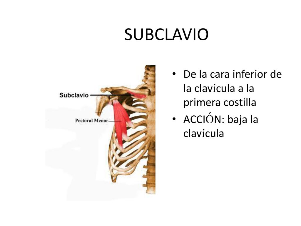 SUBCLAVIO De la cara inferior de la clavícula a la primera costilla