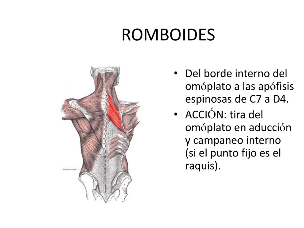 ROMBOIDES Del borde interno del omóplato a las apófisis espinosas de C7 a D4.