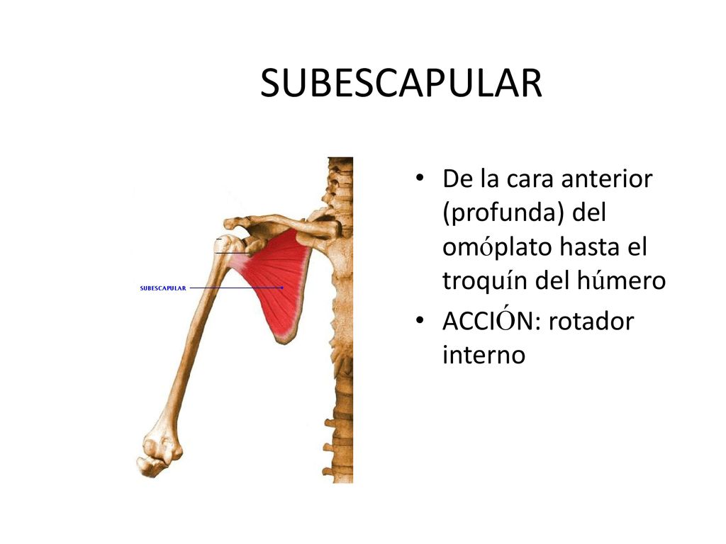 SUBESCAPULAR De la cara anterior (profunda) del omóplato hasta el troquín del húmero.