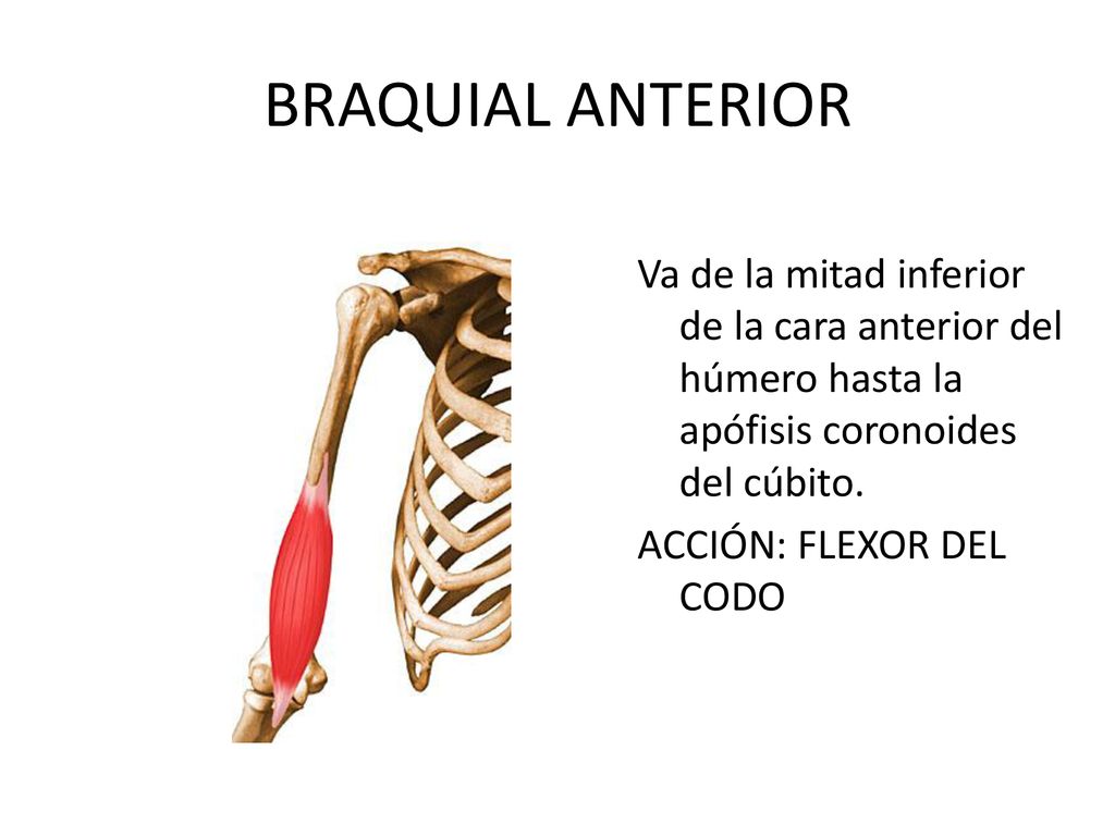 BRAQUIAL ANTERIOR Va de la mitad inferior de la cara anterior del húmero hasta la apófisis coronoides del cúbito.
