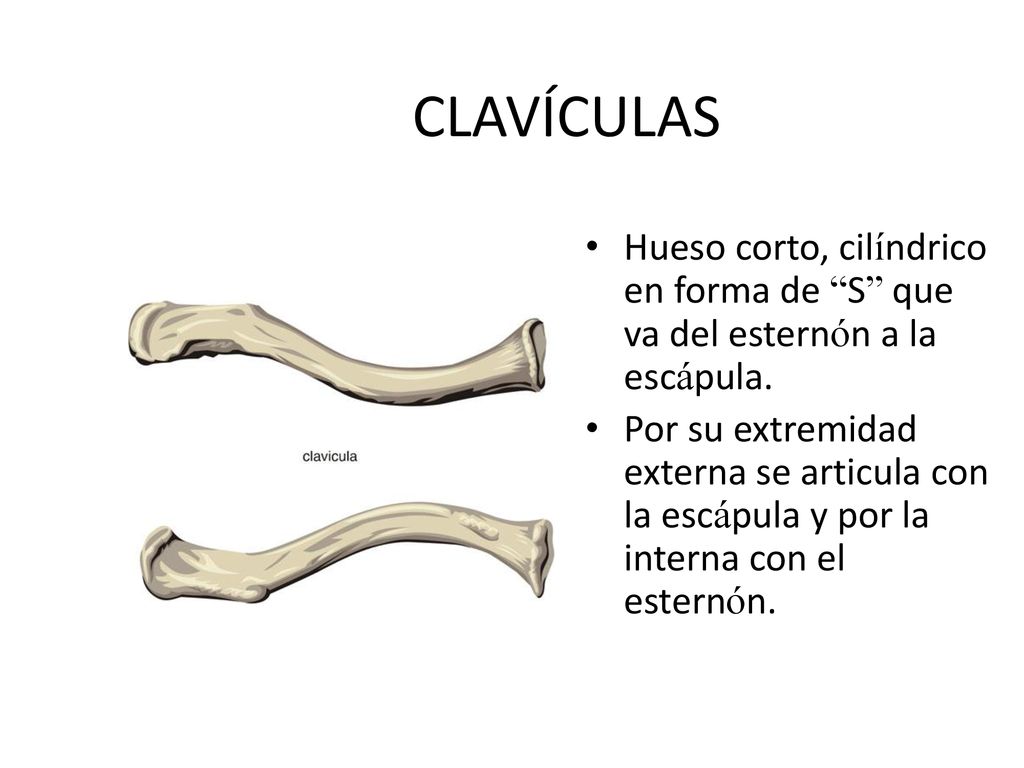 CLAVÍCULAS Hueso corto, cilíndrico en forma de S que va del esternón a la escápula.