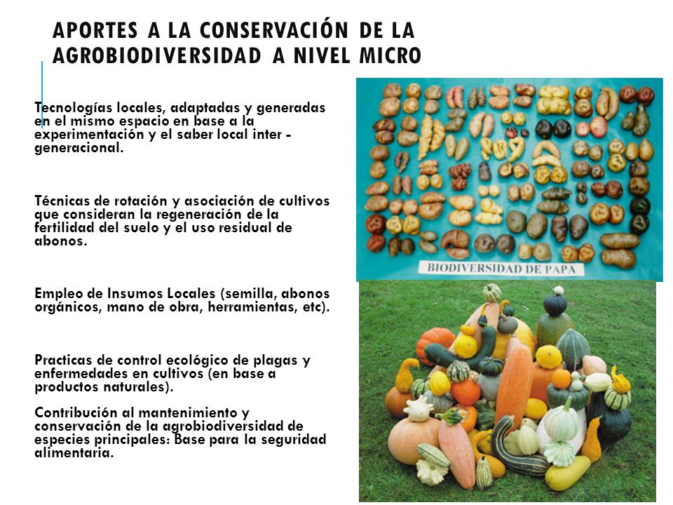 APORTES A LA CONSERVACIÓN DE LA AGROBIODIVERSIDAD A NIVEL MICRO