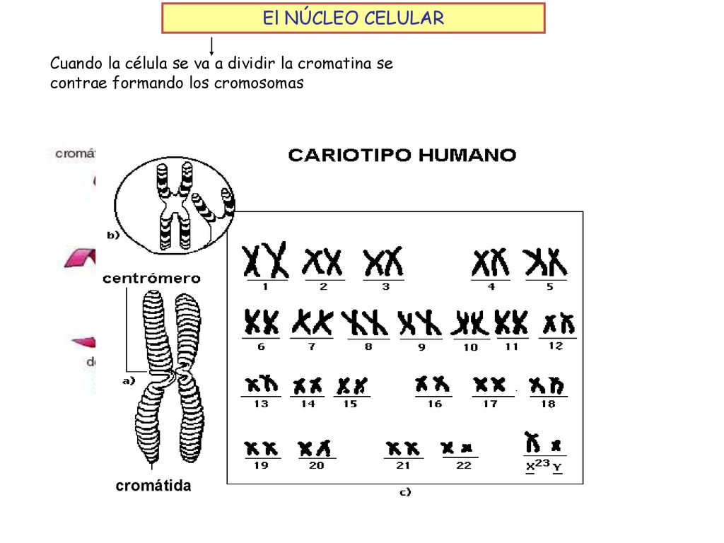 El NÚCLEO CELULAR Cuando la célula se va a dividir la cromatina se contrae formando los cromosomas.