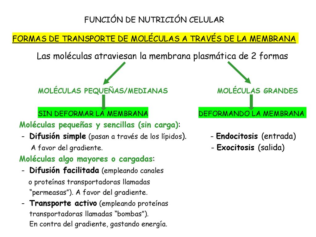 Las moléculas atraviesan la membrana plasmática de 2 formas
