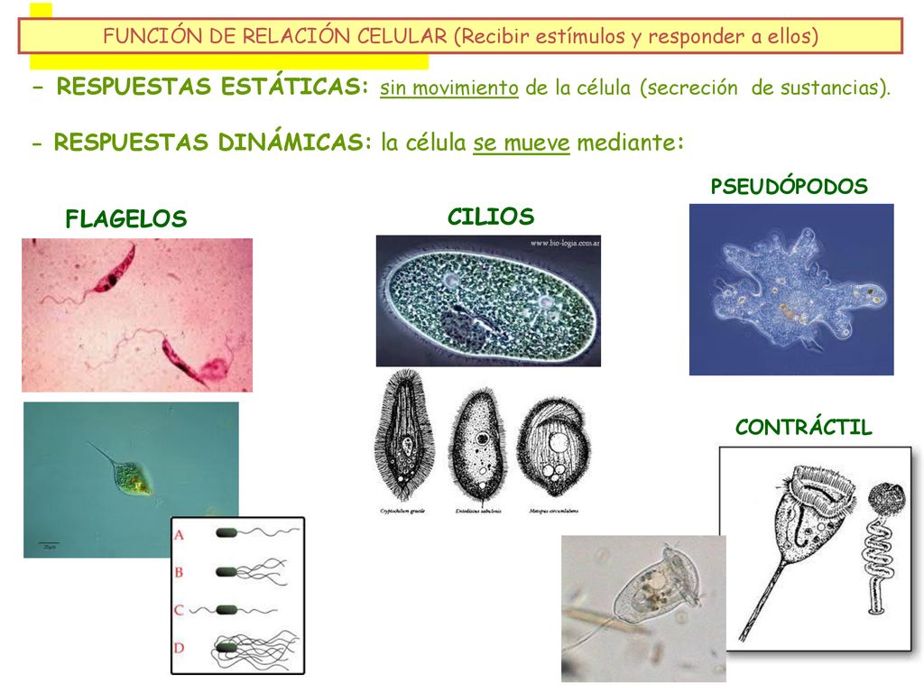 FUNCIÓN DE RELACIÓN CELULAR (Recibir estímulos y responder a ellos)