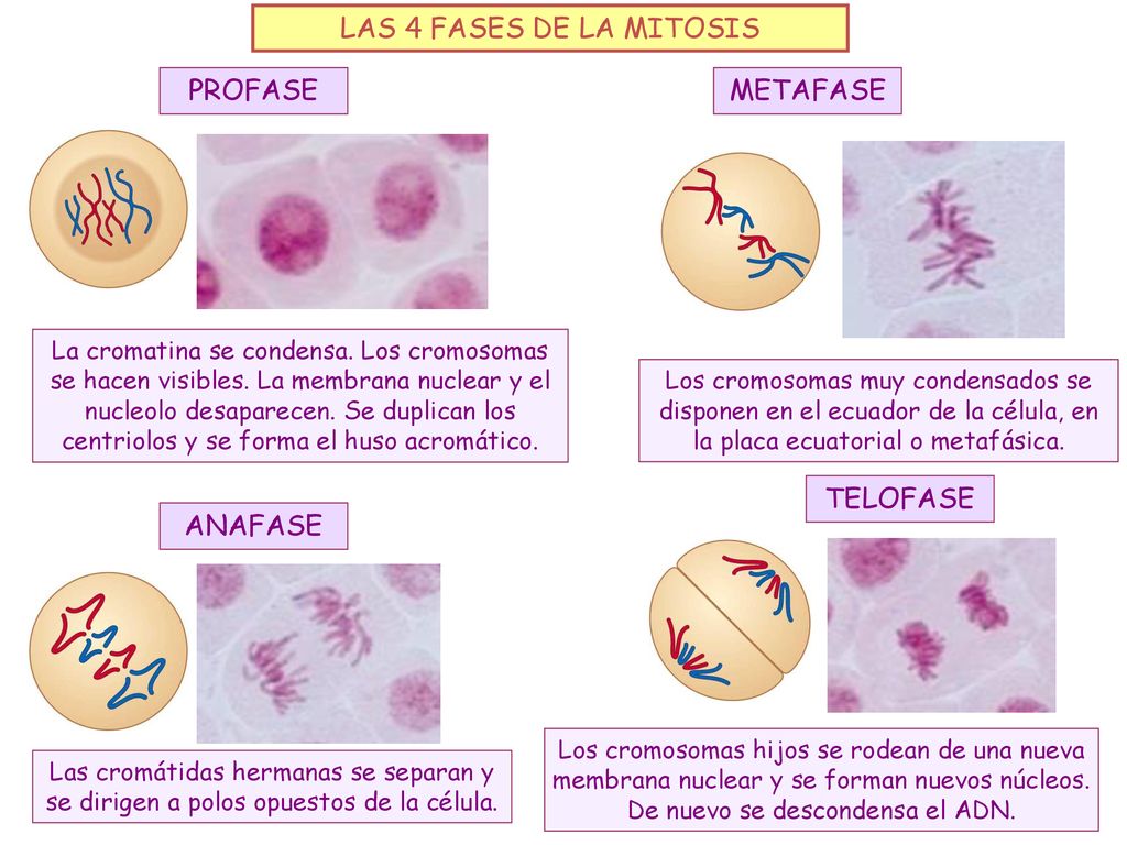 LAS 4 FASES DE LA MITOSIS PROFASE METAFASE TELOFASE ANAFASE