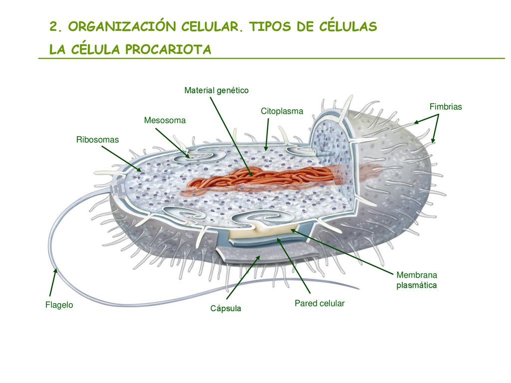 2. ORGANIZACIÓN CELULAR. TIPOS DE CÉLULAS LA CÉLULA PROCARIOTA