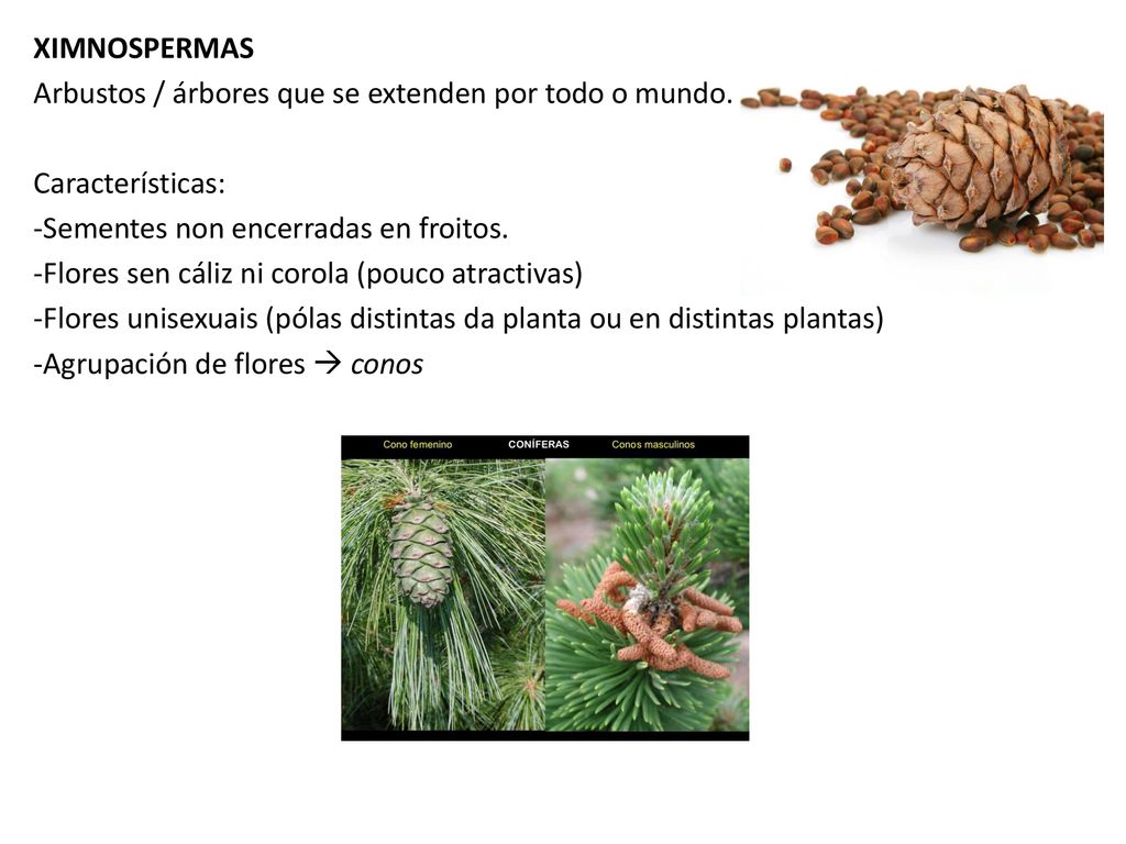 XIMNOSPERMAS Arbustos / árbores que se extenden por todo o mundo. Características: Sementes non encerradas en froitos.