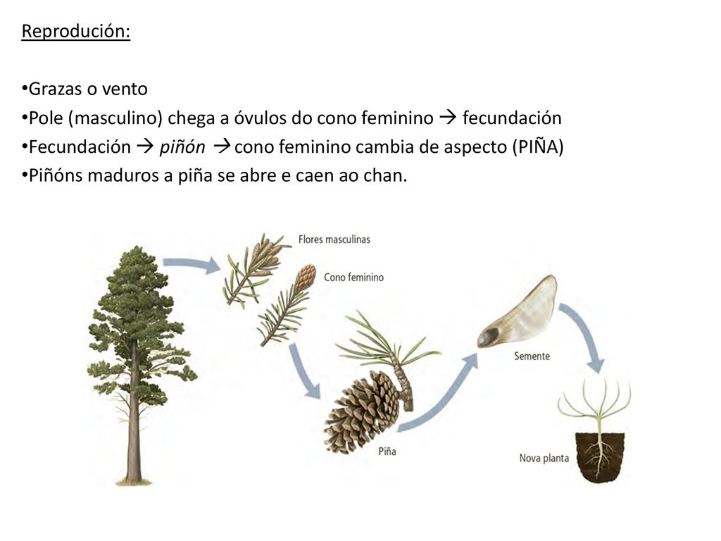Reprodución: Grazas o vento. Pole (masculino) chega a óvulos do cono feminino  fecundación.