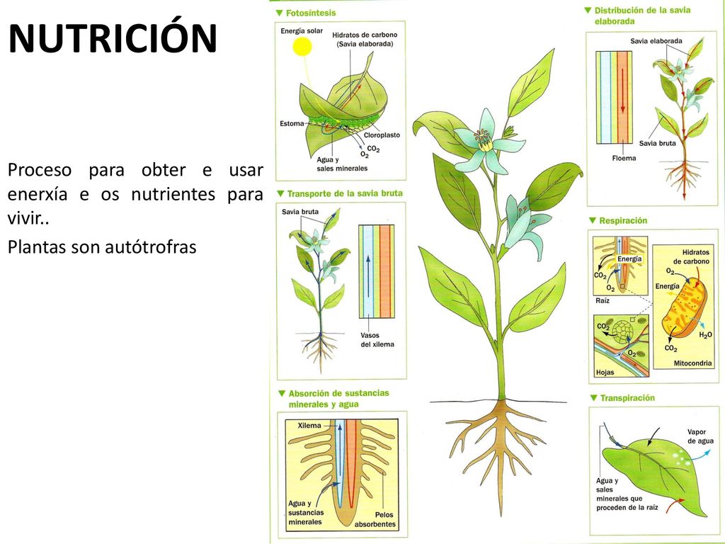 NUTRICIÓN Proceso para obter e usar enerxía e os nutrientes para vivir.. Plantas son autótrofras