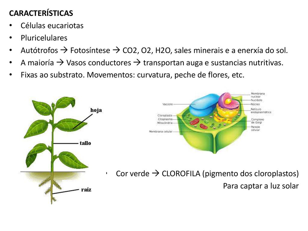 CARACTERÍSTICAS Células eucariotas. Pluricelulares. Autótrofos  Fotosíntese  CO2, O2, H2O, sales minerais e a enerxía do sol.