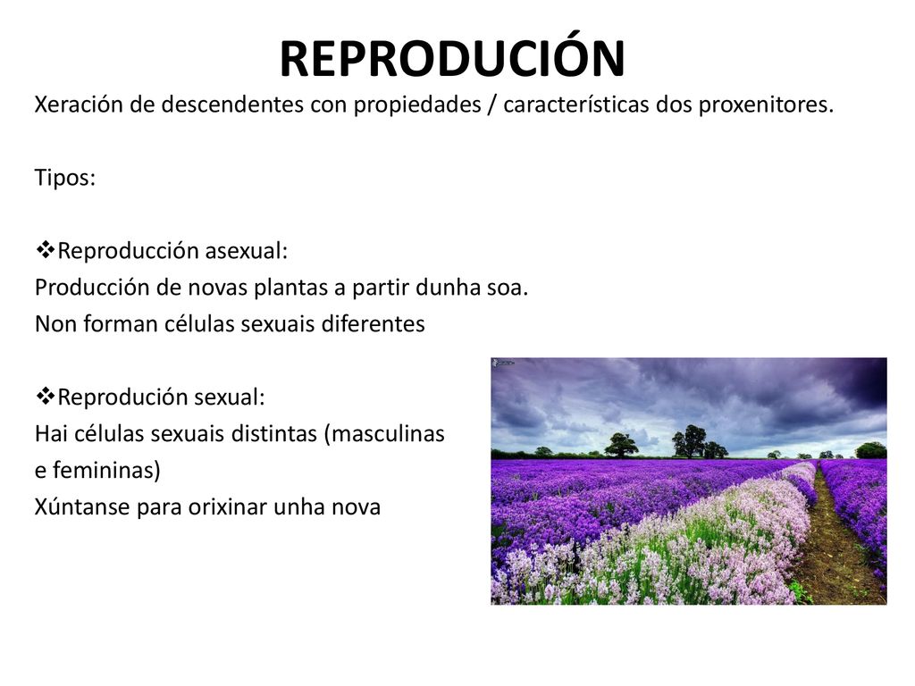 REPRODUCIÓN Xeración de descendentes con propiedades / características dos proxenitores. Tipos: Reproducción asexual: