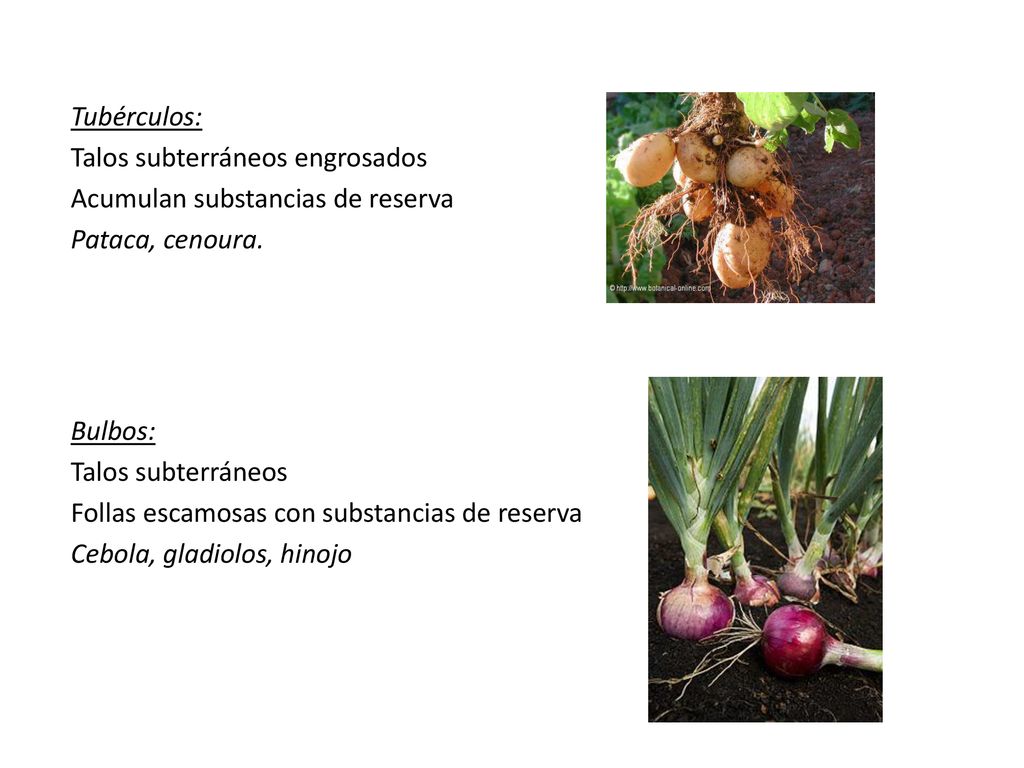 Tubérculos: Talos subterráneos engrosados. Acumulan substancias de reserva. Pataca, cenoura. Bulbos: