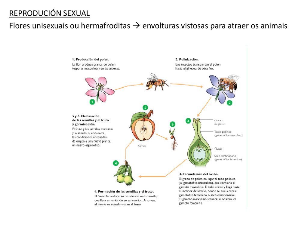 REPRODUCIÓN SEXUAL Flores unisexuais ou hermafroditas  envolturas vistosas para atraer os animais