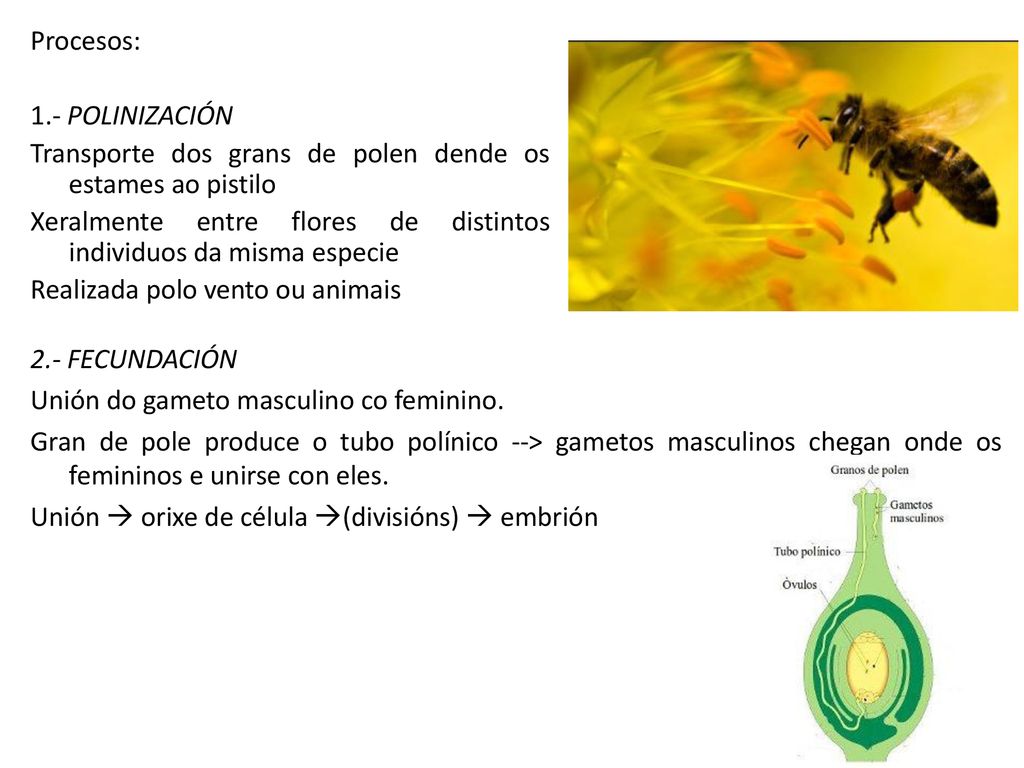Procesos: 1.- POLINIZACIÓN Transporte dos grans de polen dende os estames ao pistilo Xeralmente entre flores de distintos individuos da misma especie Realizada polo vento ou animais