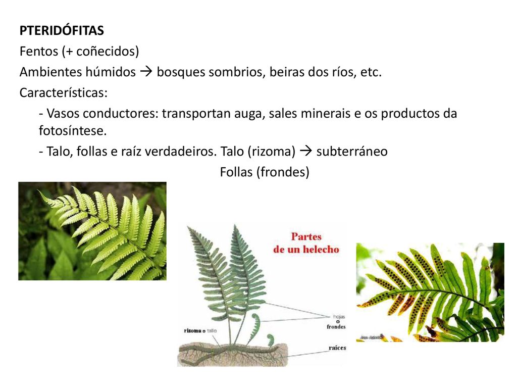 PTERIDÓFITAS Fentos (+ coñecidos) Ambientes húmidos  bosques sombrios, beiras dos ríos, etc.