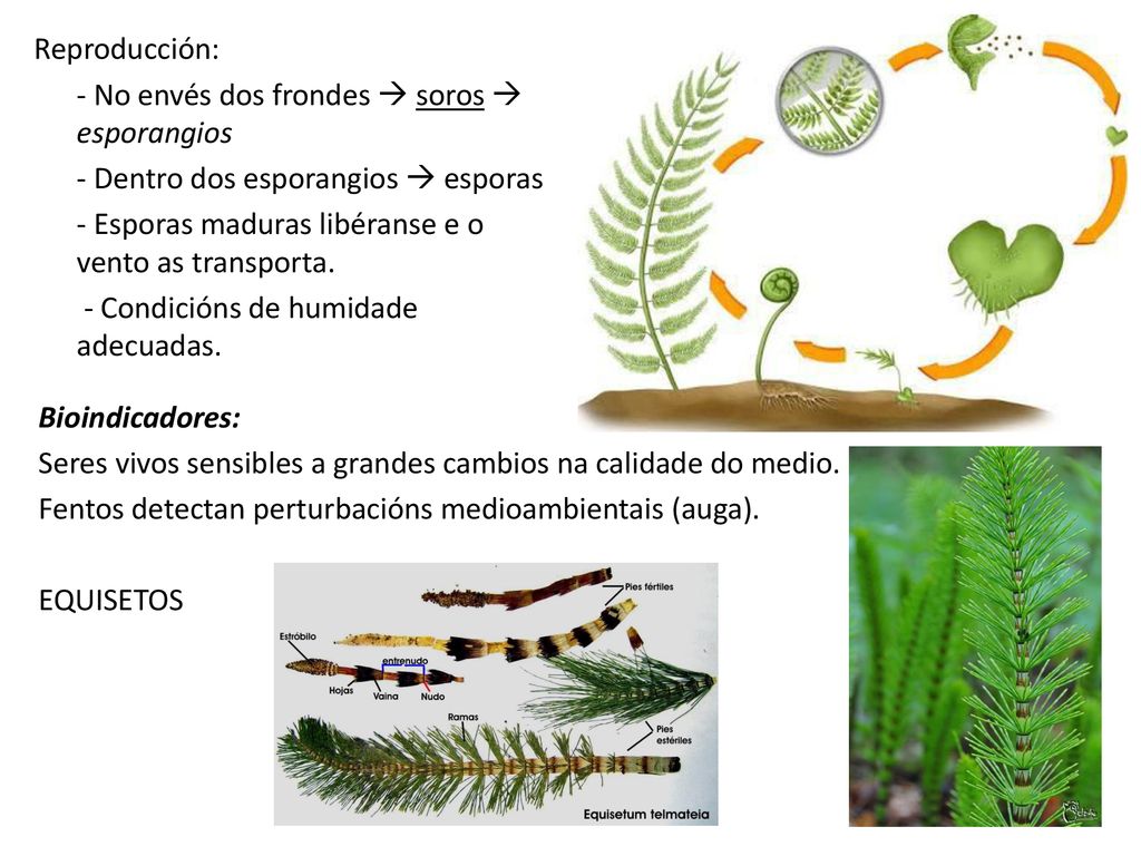 Reproducción: - No envés dos frondes  soros  esporangios - Dentro dos esporangios  esporas - Esporas maduras libéranse e o vento as transporta. - Condicións de humidade adecuadas.