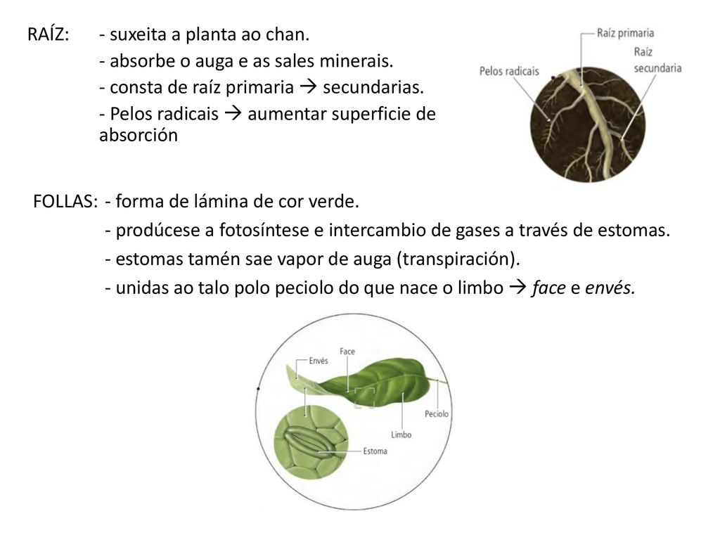 RAÍZ: - suxeita a planta ao chan. - absorbe o auga e as sales minerais