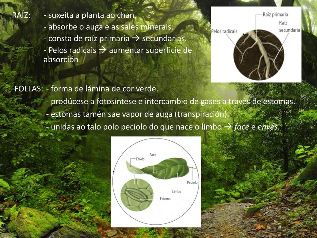 RAÍZ: - suxeita a planta ao chan. - absorbe o auga e as sales minerais