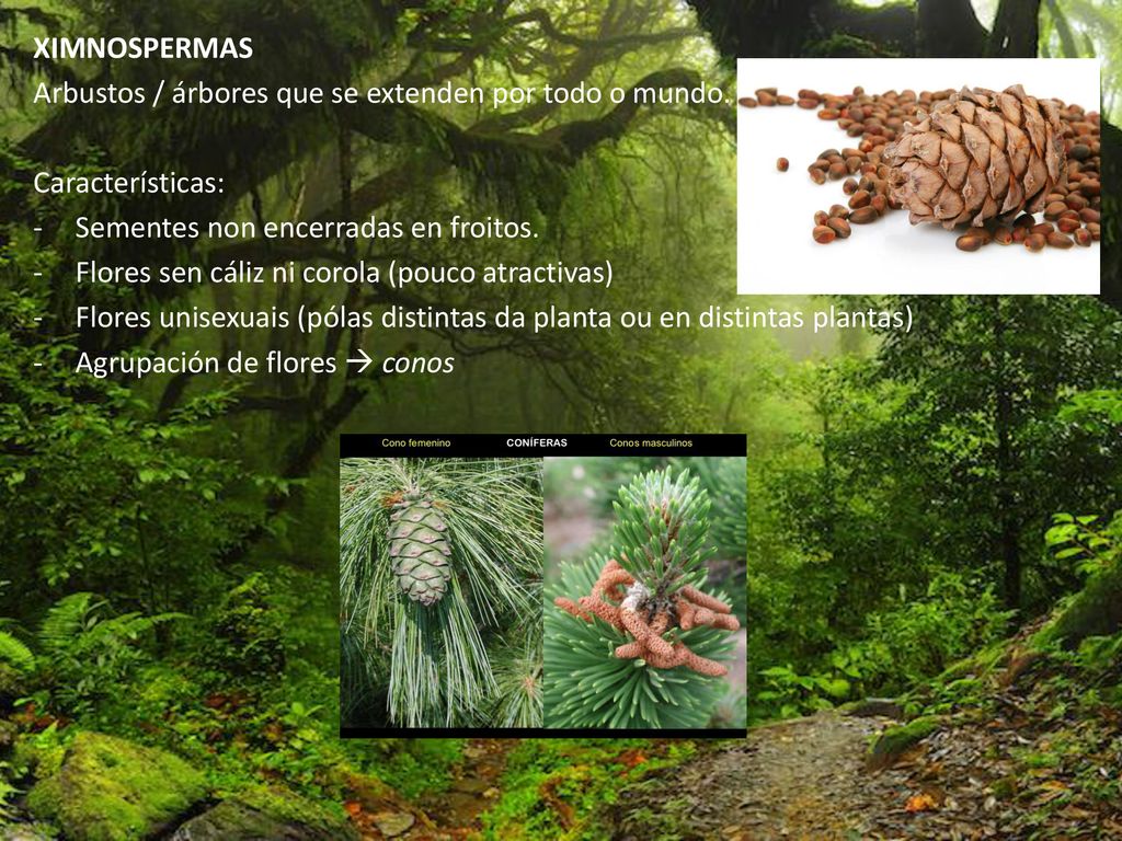 XIMNOSPERMAS Arbustos / árbores que se extenden por todo o mundo. Características: Sementes non encerradas en froitos.