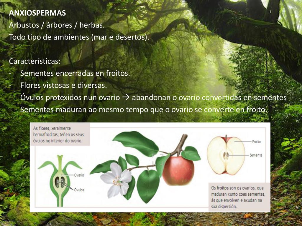 ANXIOSPERMAS Arbustos / árbores / herbas. Todo tipo de ambientes (mar e desertos). Características: