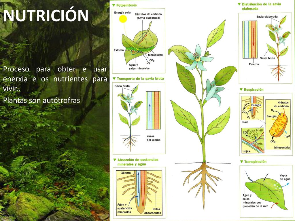 NUTRICIÓN Proceso para obter e usar enerxía e os nutrientes para vivir.. Plantas son autótrofras