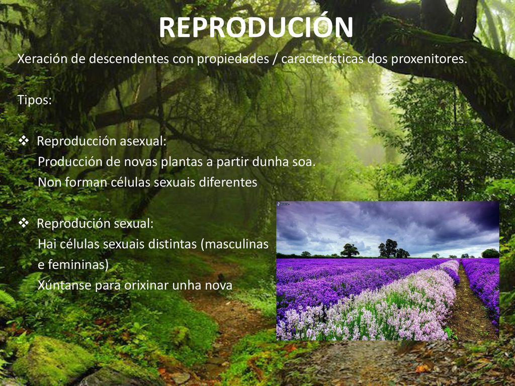 REPRODUCIÓN Xeración de descendentes con propiedades / características dos proxenitores. Tipos: Reproducción asexual: