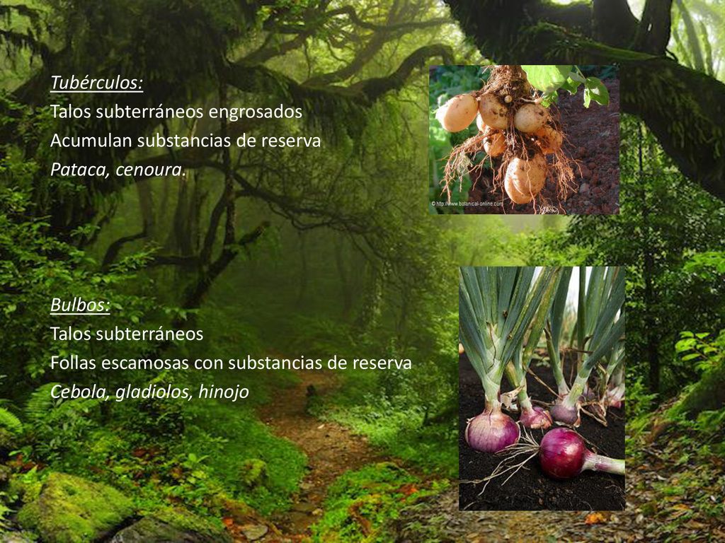 Tubérculos: Talos subterráneos engrosados. Acumulan substancias de reserva. Pataca, cenoura. Bulbos: