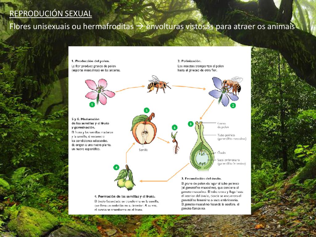 REPRODUCIÓN SEXUAL Flores unisexuais ou hermafroditas  envolturas vistosas para atraer os animais