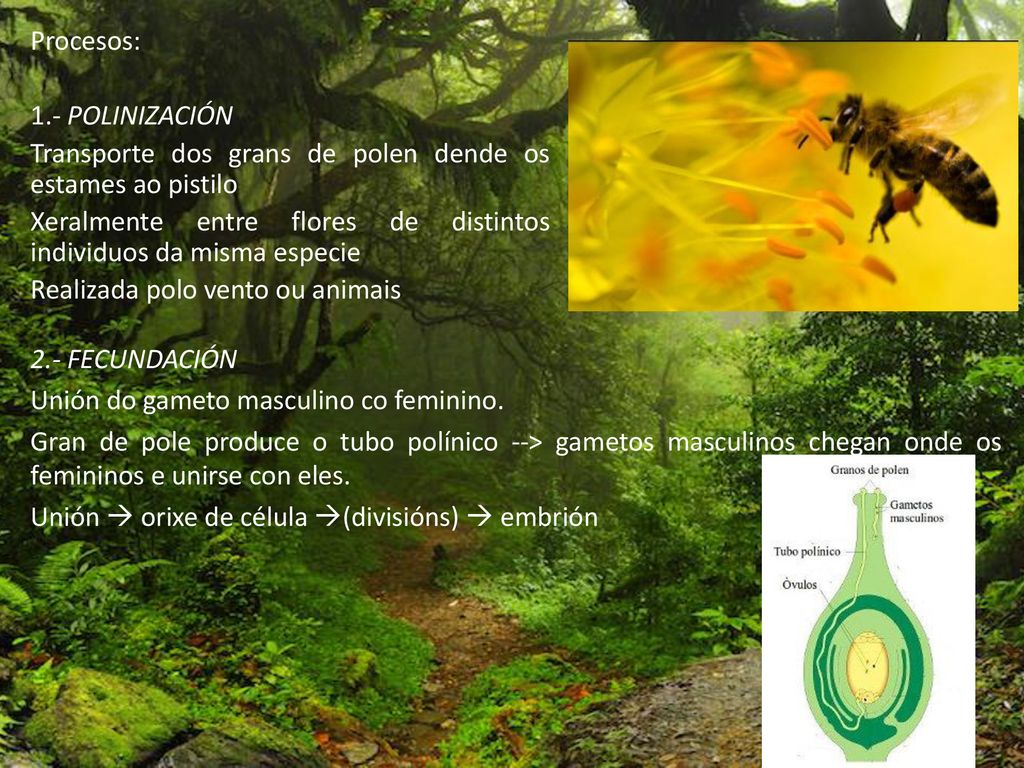 Procesos: 1.- POLINIZACIÓN Transporte dos grans de polen dende os estames ao pistilo Xeralmente entre flores de distintos individuos da misma especie Realizada polo vento ou animais